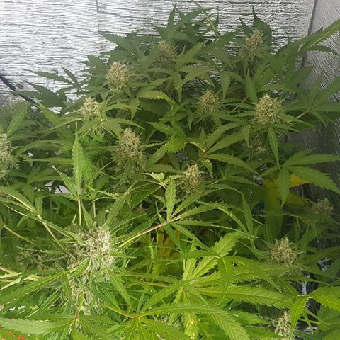 Gran Royal growlog timeline photo