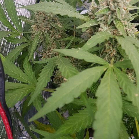 Gran Royal growlog timeline photo