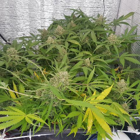Gran Royal growlog timeline photo
