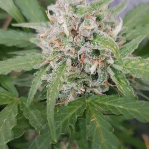 Gran Royal growlog timeline photo