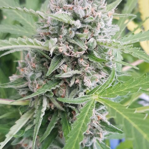 Gran Royal growlog timeline photo