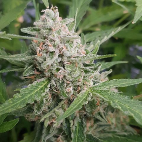 Gran Royal growlog timeline photo