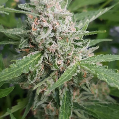 Gran Royal growlog timeline photo