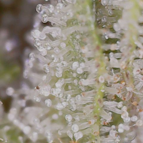 Gran Royal growlog timeline photo