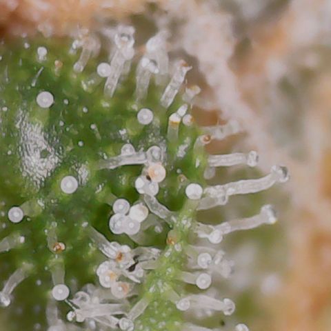 Gran Royal growlog timeline photo