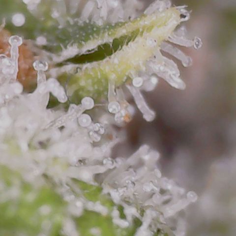 Gran Royal growlog timeline photo