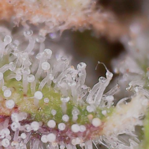 Gran Royal growlog timeline photo