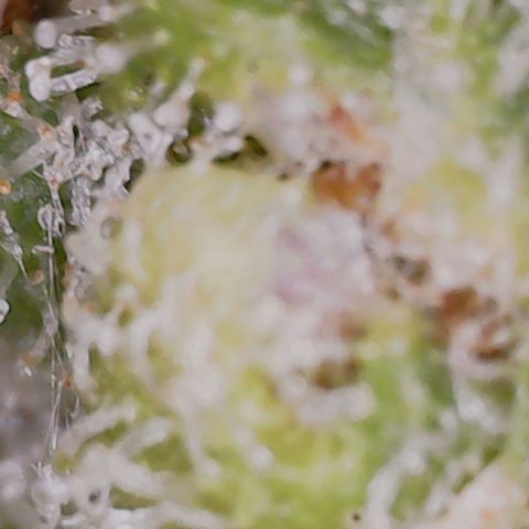 Gran Royal growlog timeline photo