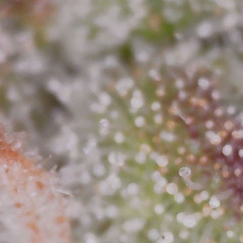 Gran Royal growlog timeline photo