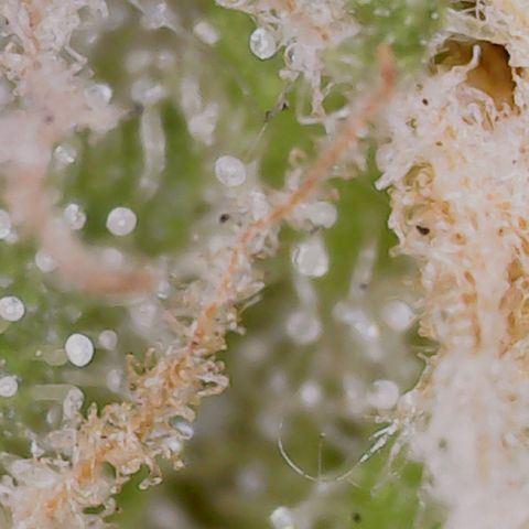 Gran Royal growlog timeline photo