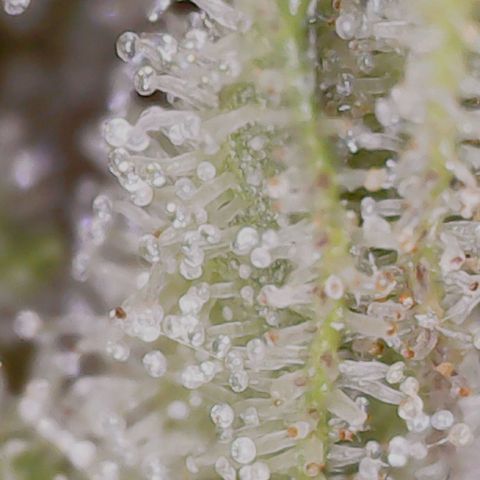Gran Royal growlog timeline photo