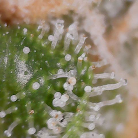 Gran Royal growlog timeline photo