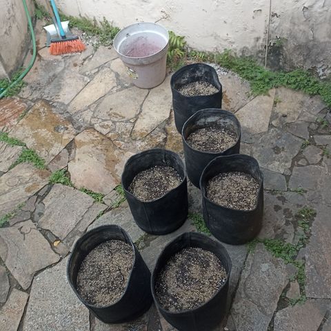 Shimo Ripper Seeds #1 growlog photo: Início. 6 vasos polvilhamento de ácaro predador
