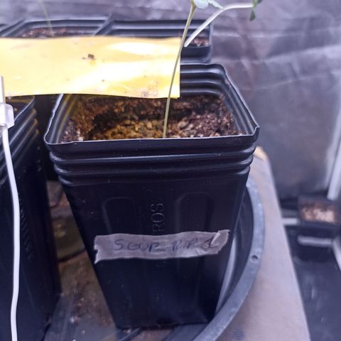 Sour Ripper #1 growlog timeline photo