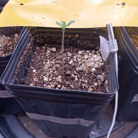Shimo Ripper Seeds #1 growlog photo: Um pouco deformada 