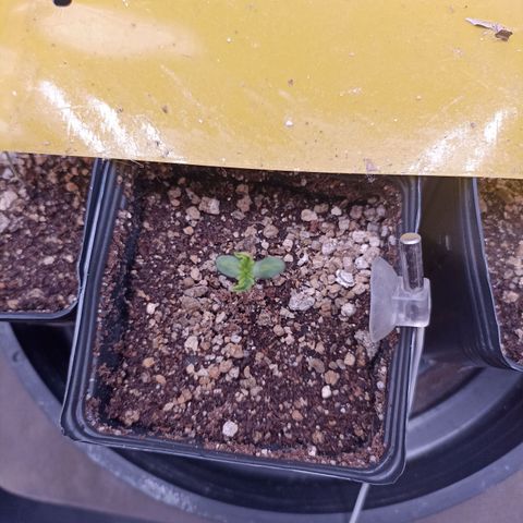 Shimo Ripper Seeds #1 growlog timeline photo