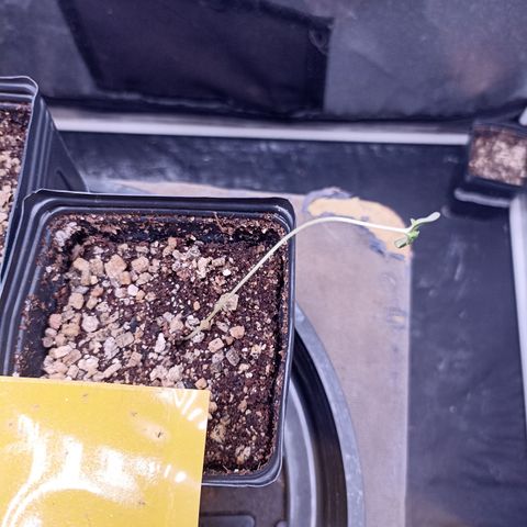 Sour Ripper #2 growlog photo: Caida