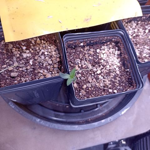 Alien Snack Auto growlog timeline photo