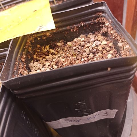 Sour Ripper #3 growlog timeline photo
