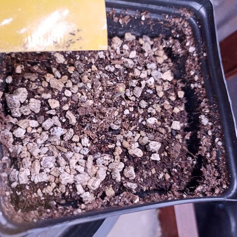 Sour Ripper #3 growlog photo: Atrasada