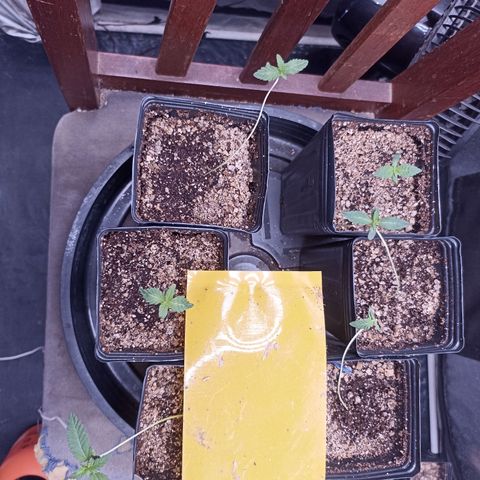Shimo Ripper Seeds #1 growlog timeline photo