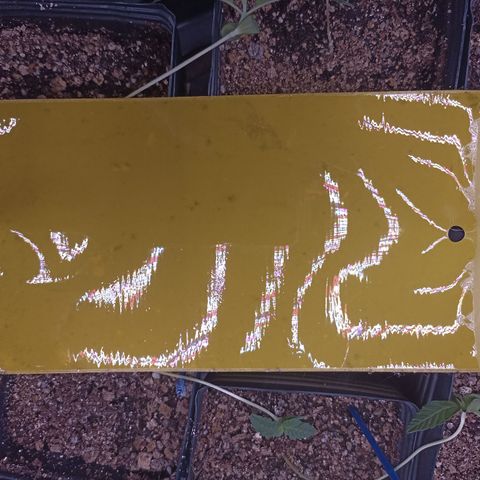 Shimo Ripper Seeds #1 growlog photo: Início do monitoramento de pragas
