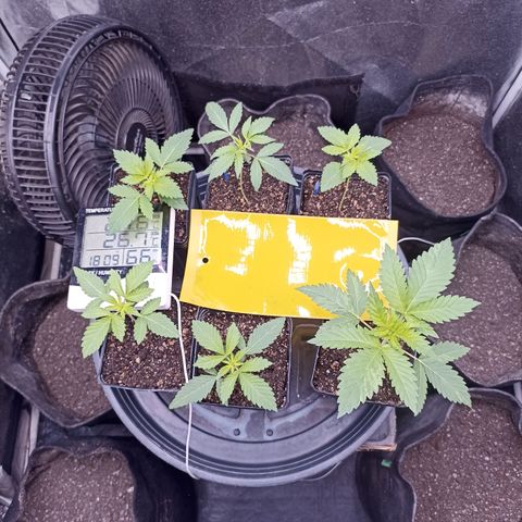 Shimo Ripper Seeds #1 growlog photo: Sour Ripper #1 melhor feno atual
Seguido de Sour #3 e Shimo #1