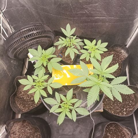 Shimo Ripper Seeds #1 growlog timeline photo