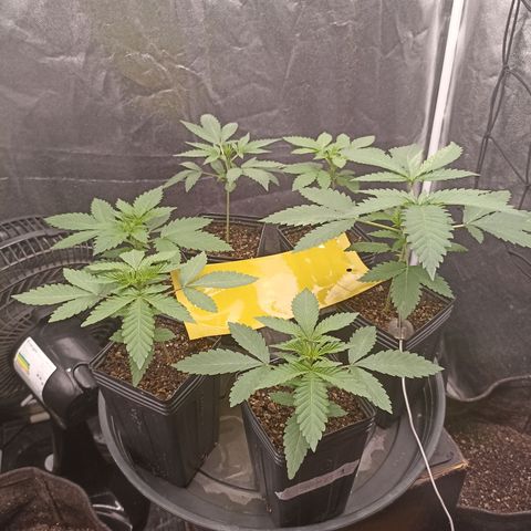 Shimo Ripper Seeds #1 growlog timeline photo