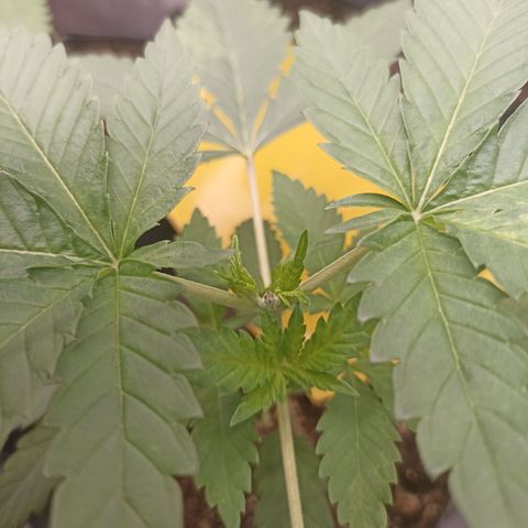 Sour Ripper #1 growlog photo: 2o dia