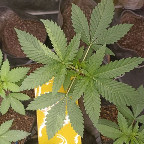 Sour Ripper #1 growlog timeline photo