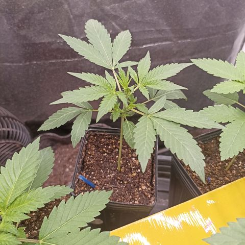 Alien Snack Auto growlog timeline photo