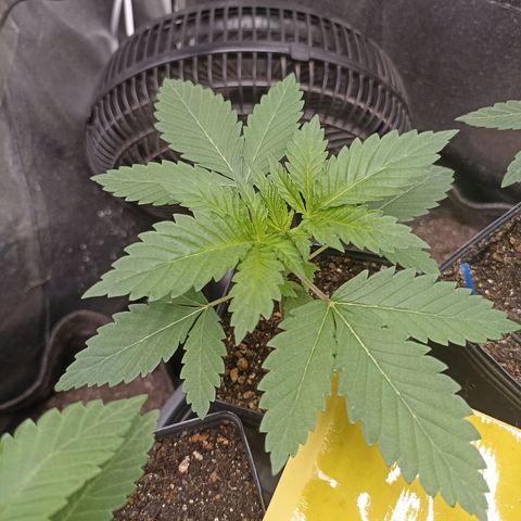 Sour Ripper #3 growlog timeline photo