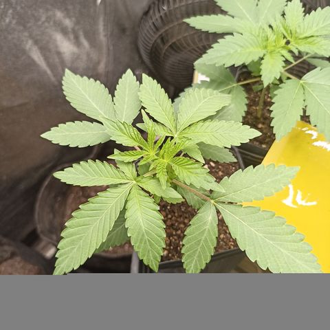 Shimo Ripper Seeds #2 growlog timeline photo