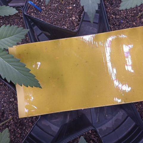 Shimo Ripper Seeds #1 growlog timeline photo