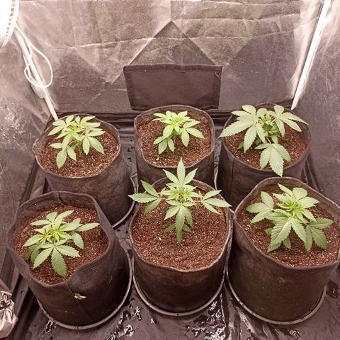 Shimo Ripper Seeds #1 growlog photo: Transplante (15L) e início da vega