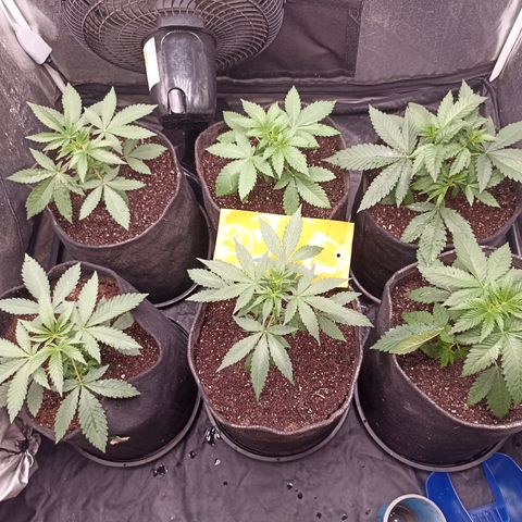 Shimo Ripper Seeds #1 growlog timeline photo