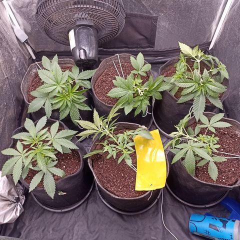Shimo Ripper Seeds #1 growlog photo: Amarras