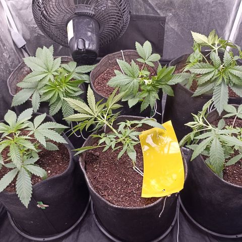 Shimo Ripper Seeds #1 growlog photo: Amarras