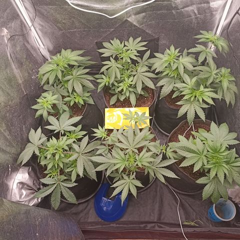 Shimo Ripper Seeds #1 growlog timeline photo