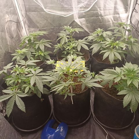 Shimo Ripper Seeds #1 growlog timeline photo