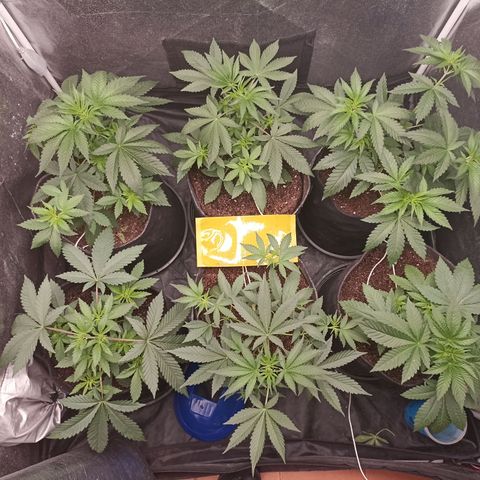 Shimo Ripper Seeds #1 growlog timeline photo