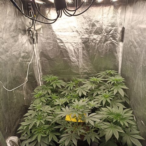 Shimo Ripper Seeds #1 growlog photo: Antes dos ajustes 