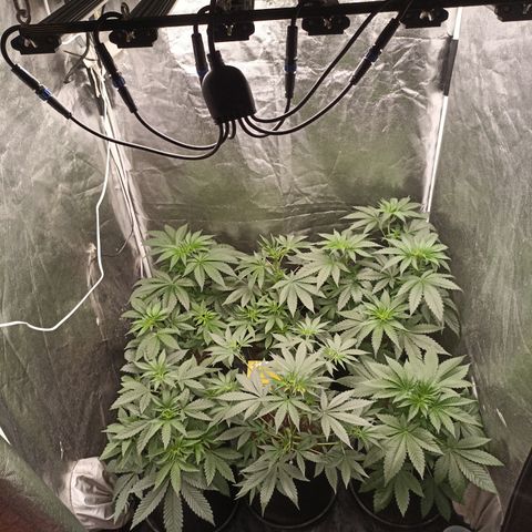 Shimo Ripper Seeds #1 growlog photo: Antes dos ajustes 