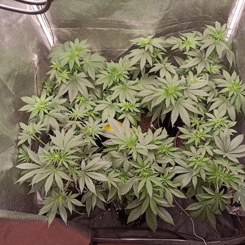 Shimo Ripper Seeds #1 growlog photo: Após amarras