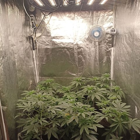 Shimo Ripper Seeds #1 growlog photo: Após amarras