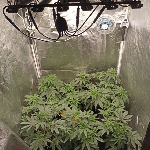 Shimo Ripper Seeds #1 growlog photo: Após amarras