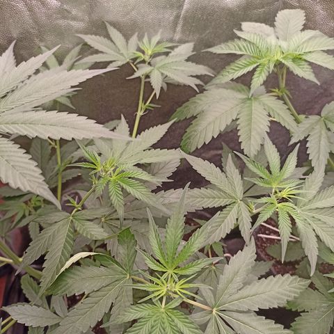 Alien Snack Auto growlog timeline photo