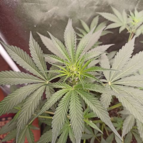 Alien Snack Auto growlog timeline photo