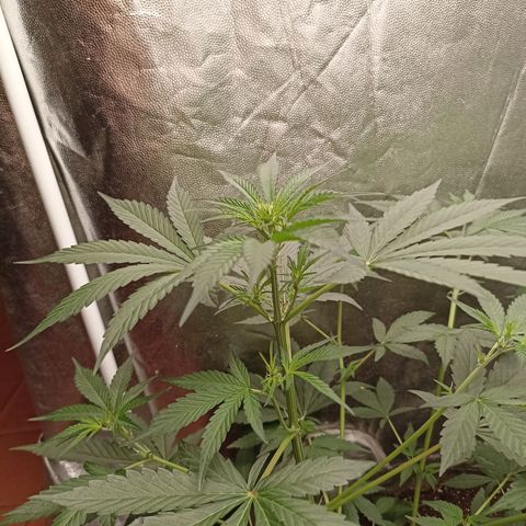 Alien Snack Auto growlog timeline photo